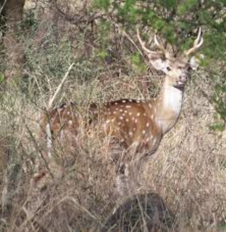 Experience 3 Days 2 Nights Alwar Wildlife Vacation Package